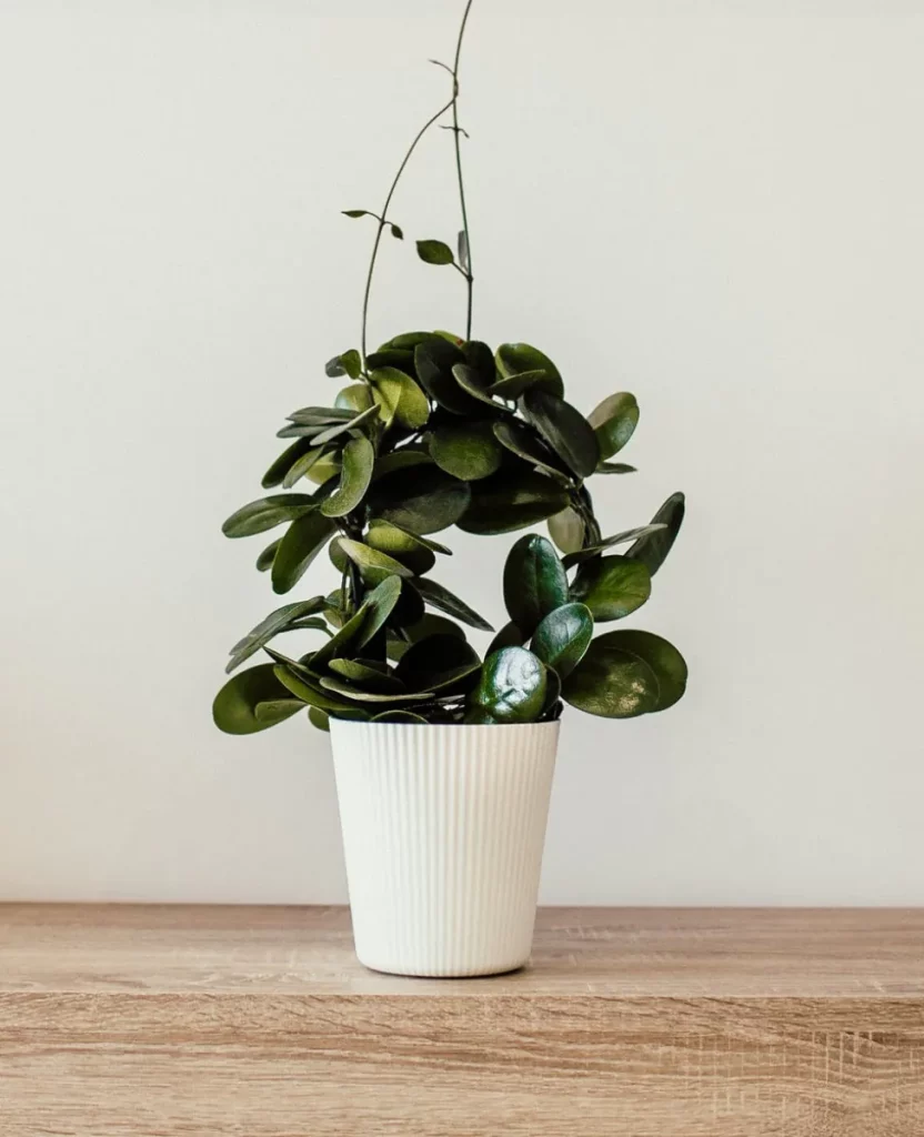 services plant image optimized